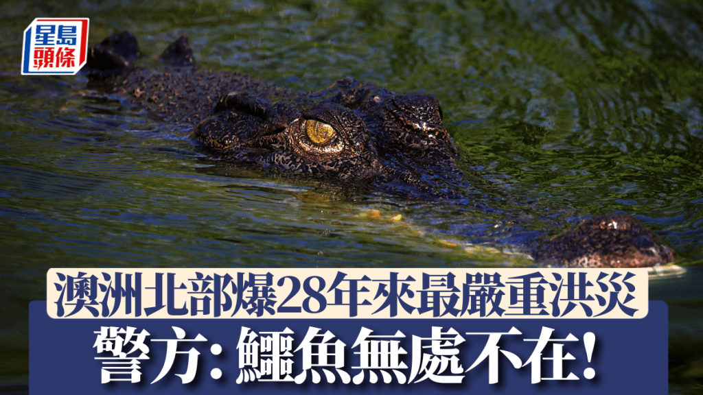警方警告「鱷魚無處不在」。（法新社）