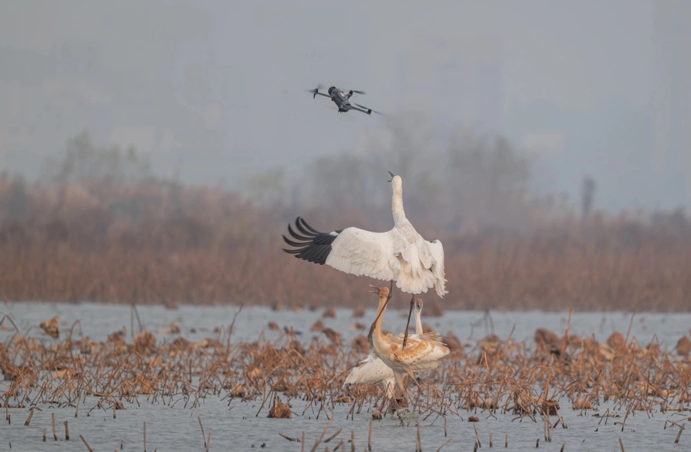 無人機飛近拍攝滋擾白鶴。 無人機飛近拍攝滋擾白鶴。