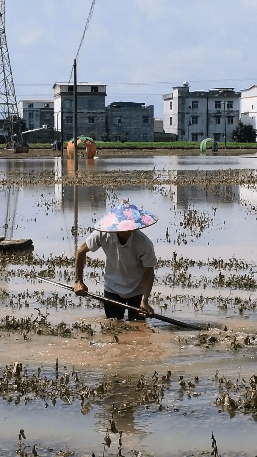 花農在清理花田里的淤泥。 瀟湘晨報
