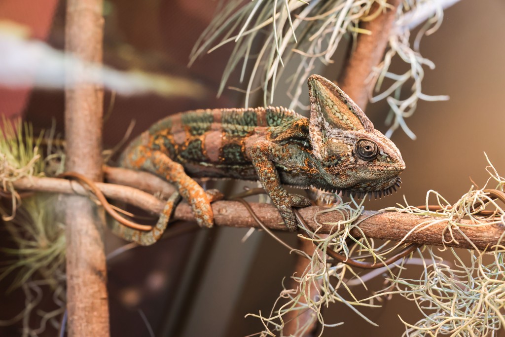 將軍澳中心展示八款搜羅來自世界各地的爬蟲類動物，包括蜥蜴、變色龍及守宮，當中更有二級保護動物。
