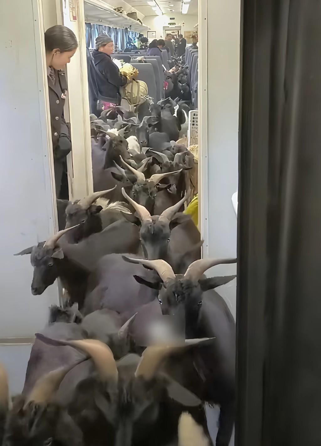 涼山彝族的公益列車設有牲畜專用車廂。抖音@林熙(五十六民族傳統服飾) 涼山彝族的公益列車設有牲畜專用車廂。抖音@林熙(五十六民族傳統服飾)