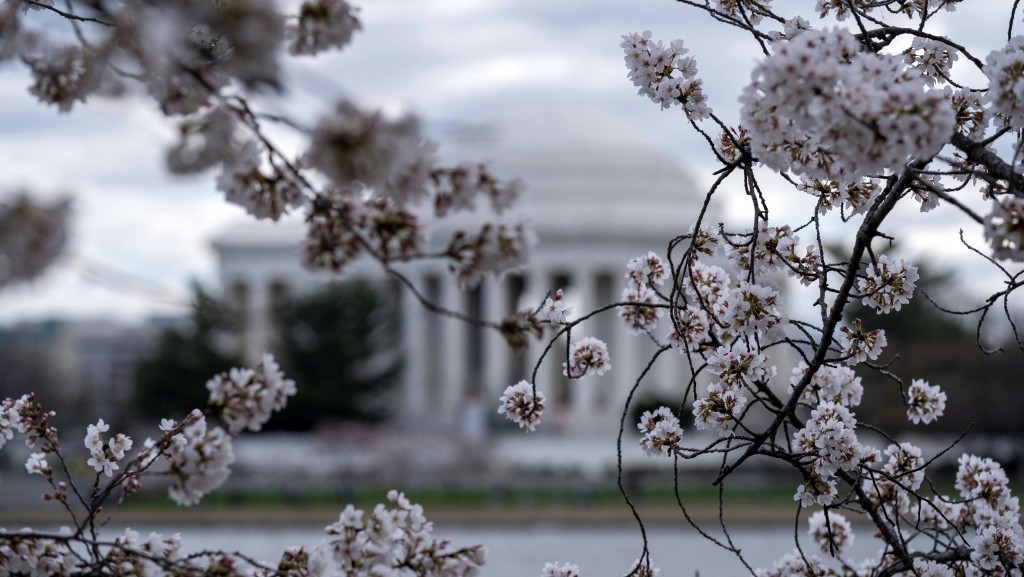 美国樱花与杰佛逊纪念堂。 路透社