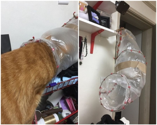 Bori將整個頭塞到通道。網圖