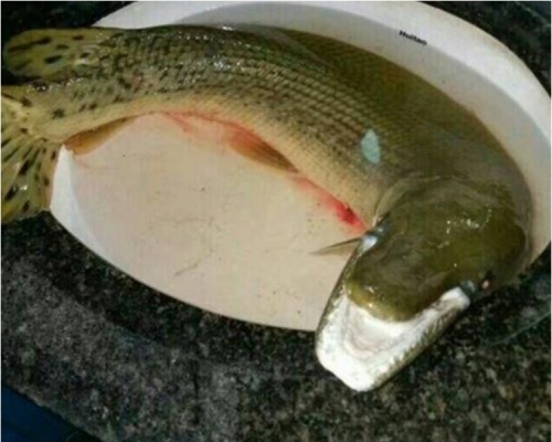 怪魚是號稱「水中殺手」的鱷雀鱔，一動不動地「扮死」。