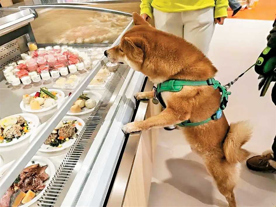 狗狗對搭配好的餐飲很有興趣。