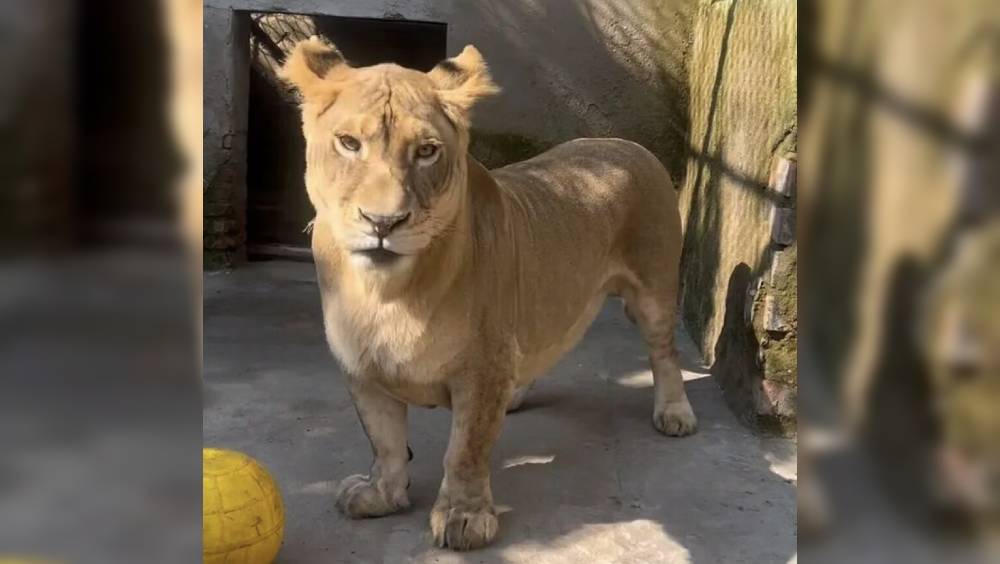 非洲獅因短腿被取名「柯基」。