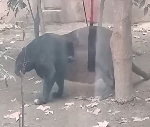 成都有動物園食用太好，令兩隻黑豹和金錢豹肥到「肚腩快拖地」。抖音