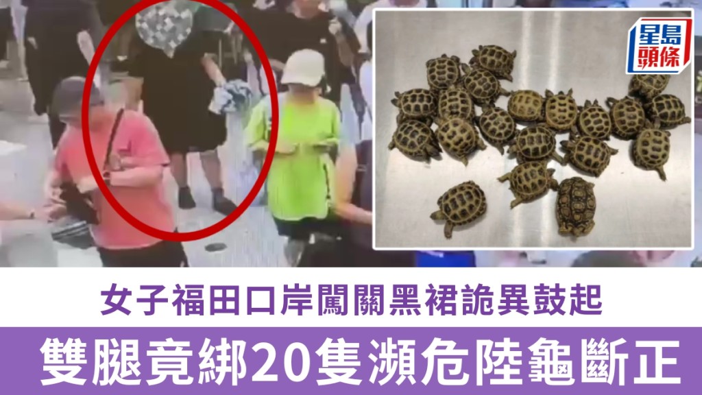 女子福田口岸闖關黑裙詭異鼓起，雙腿竟綁20隻瀕危陸龜斷正。