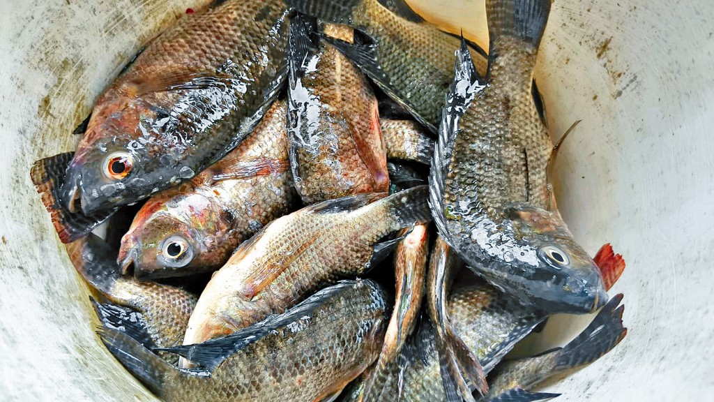 黑雨期間有魚跳上水塘，有網友係水塘執魚。