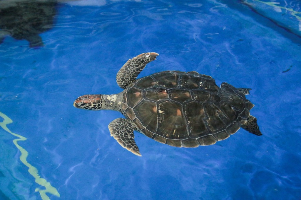 绿海龟Fuji。海洋公园图片