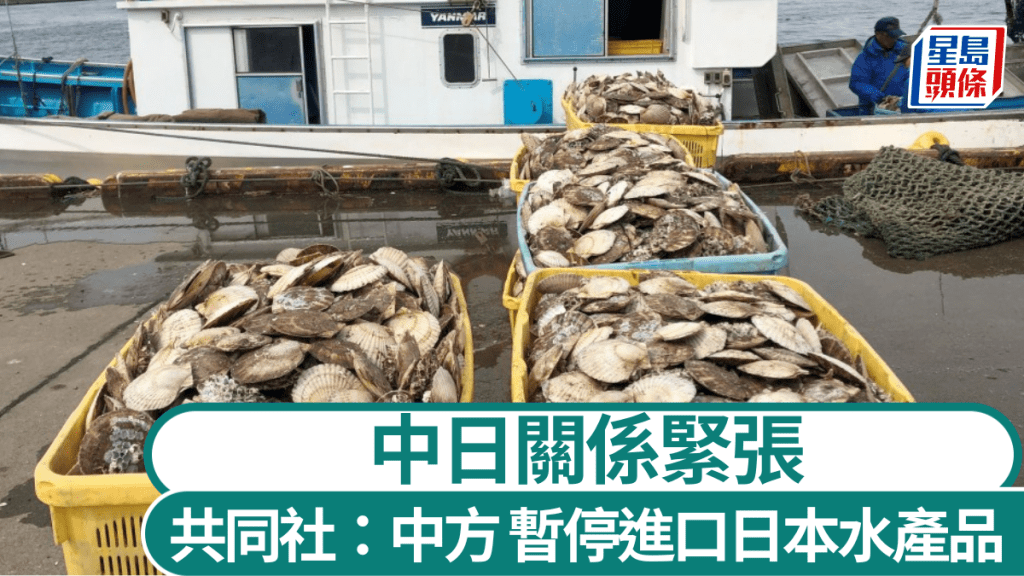 北海道盛產扇貝。路透社