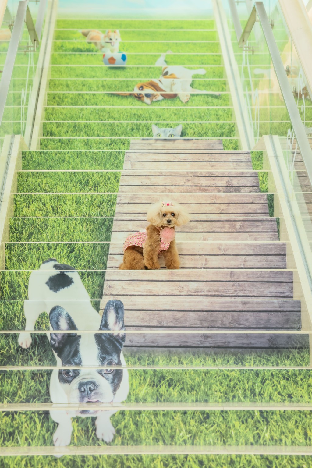 山頂廣場食玩買攻略｜藝術階梯：近5米的階梯將化身成一片大自然草原景致，活潑的柯基犬和性格滑稽的比高犬在草地上自由奔馳。