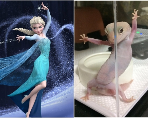 壁虎「舞姿」酷似電影《魔雪奇緣》Elsa女王。網上圖片
