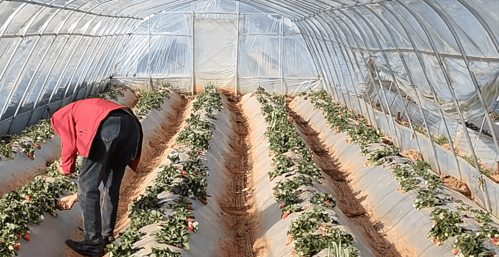 士多啤梨乾有毒重金屬超標10倍，雲南成立調查組嚴查產業鏈違法違規。 新京報