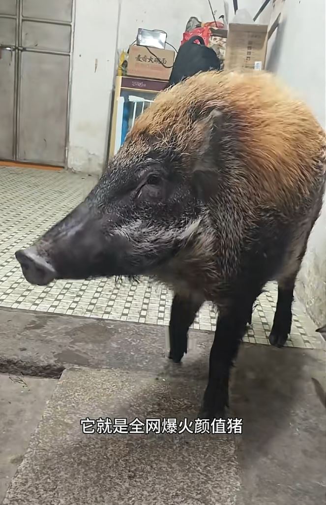 羅先生將野豬養成網紅寵物，短片流量加配種已月入2萬，月收入可達2萬元，較自己打工還多。抖音