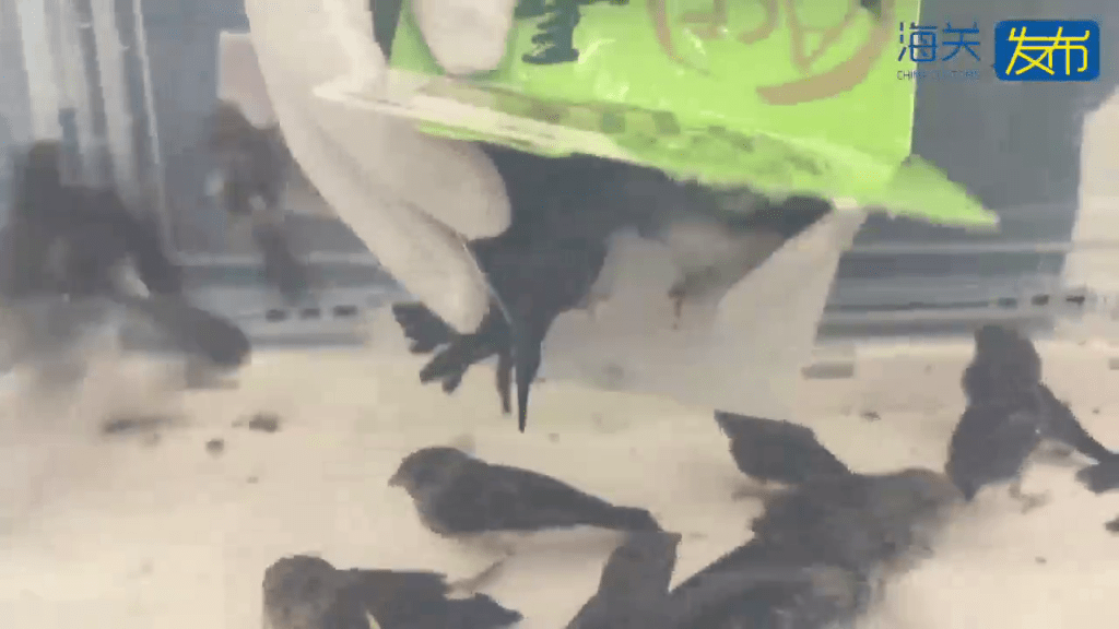 餅乾盒內藏有活鳥。海關發布 餅乾盒內藏有活鳥。海關發布