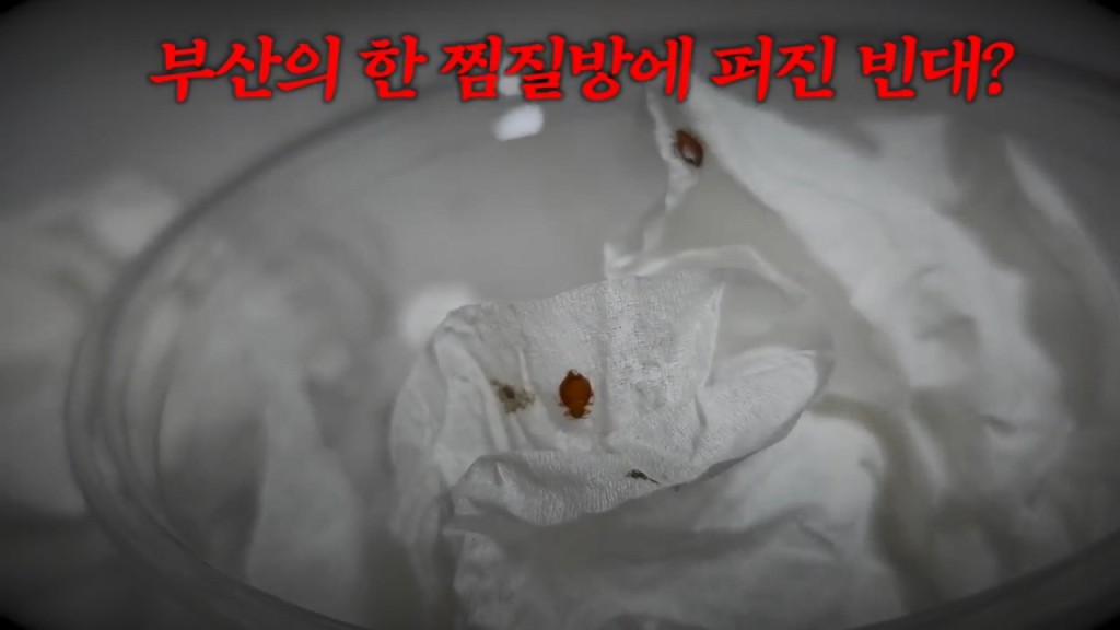 南韩昆虫YouTuber前往釜山一间汗蒸幕，惊见休息区地垫及墙壁缝隙藏有大量床蝨。