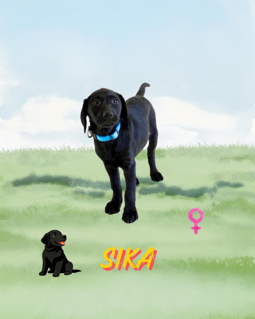 9隻搜查犬BB命名為Eager、Xavi、Cora、Equo、Lumi、Sika、Ivar、 Orli、Rissa。香港海關fb圖片 9隻搜查犬BB命名為Eager、Xavi、Cora、Equo、Lumi、Sika、Ivar、 Orli、Rissa。香港海關fb圖片