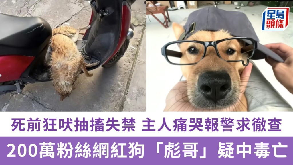 「彪哥」疑中毒亡。