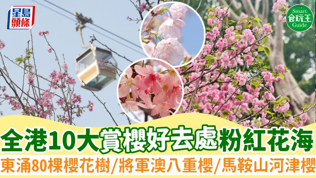 香港櫻花2025｜全港10大賞櫻好去處 東涌80棵櫻花樹/將軍澳八重櫻/馬鞍山河津櫻