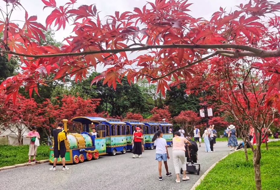 廣州賞秋旅遊攻略2024｜帽峰山森林公園 園區內有觀光小火車。（圖片來源：小紅書@廣州帽峰山）