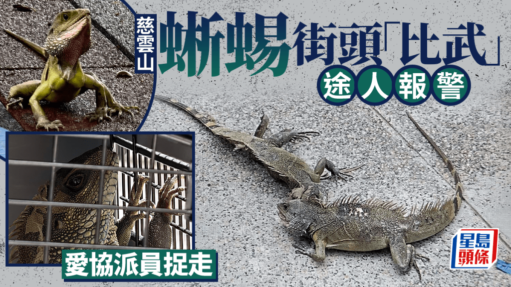 慈云山两蜥蜴「比武」吓煞途人 爱协擒获