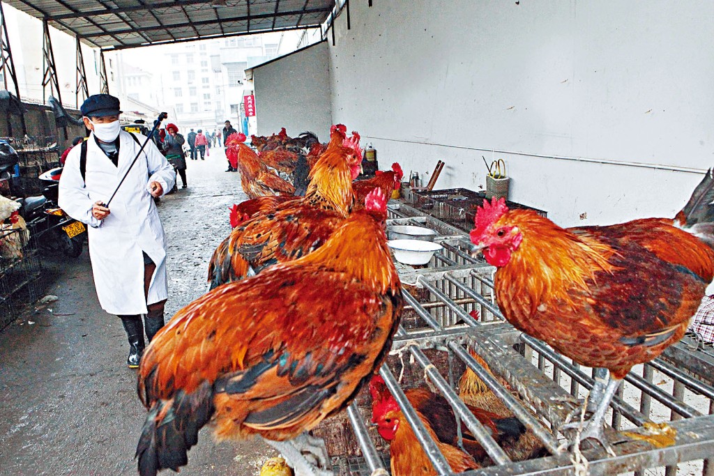 山東青島一企業稱以月薪3至4萬招聘養雞場場長。網圖