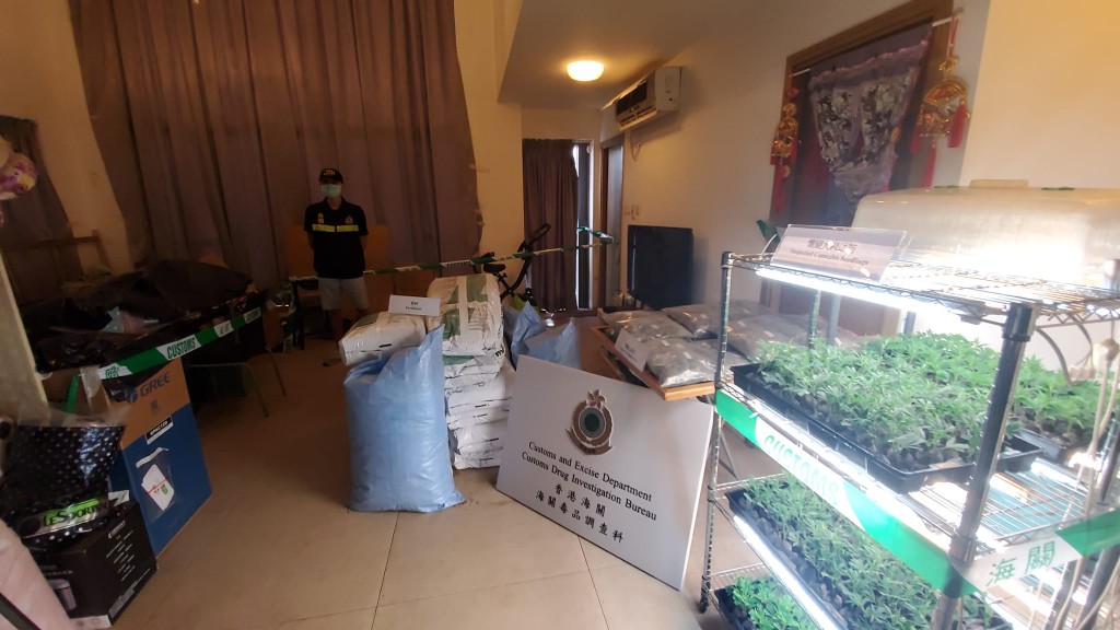 单位内分有不同成长期的大麻种植区。