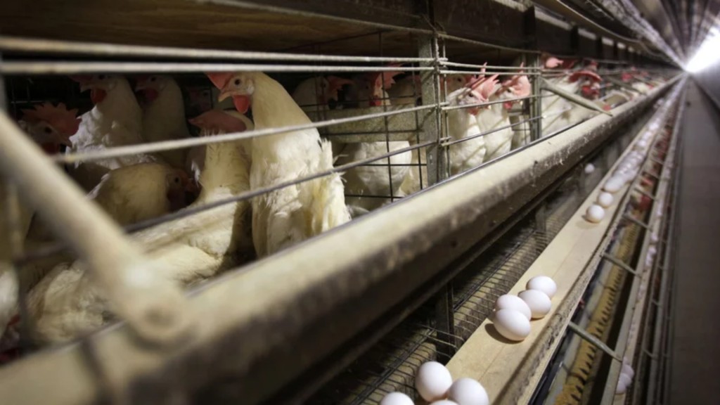 阿根廷较早前也发生超过22万鸡只死于禽流感。美联社
