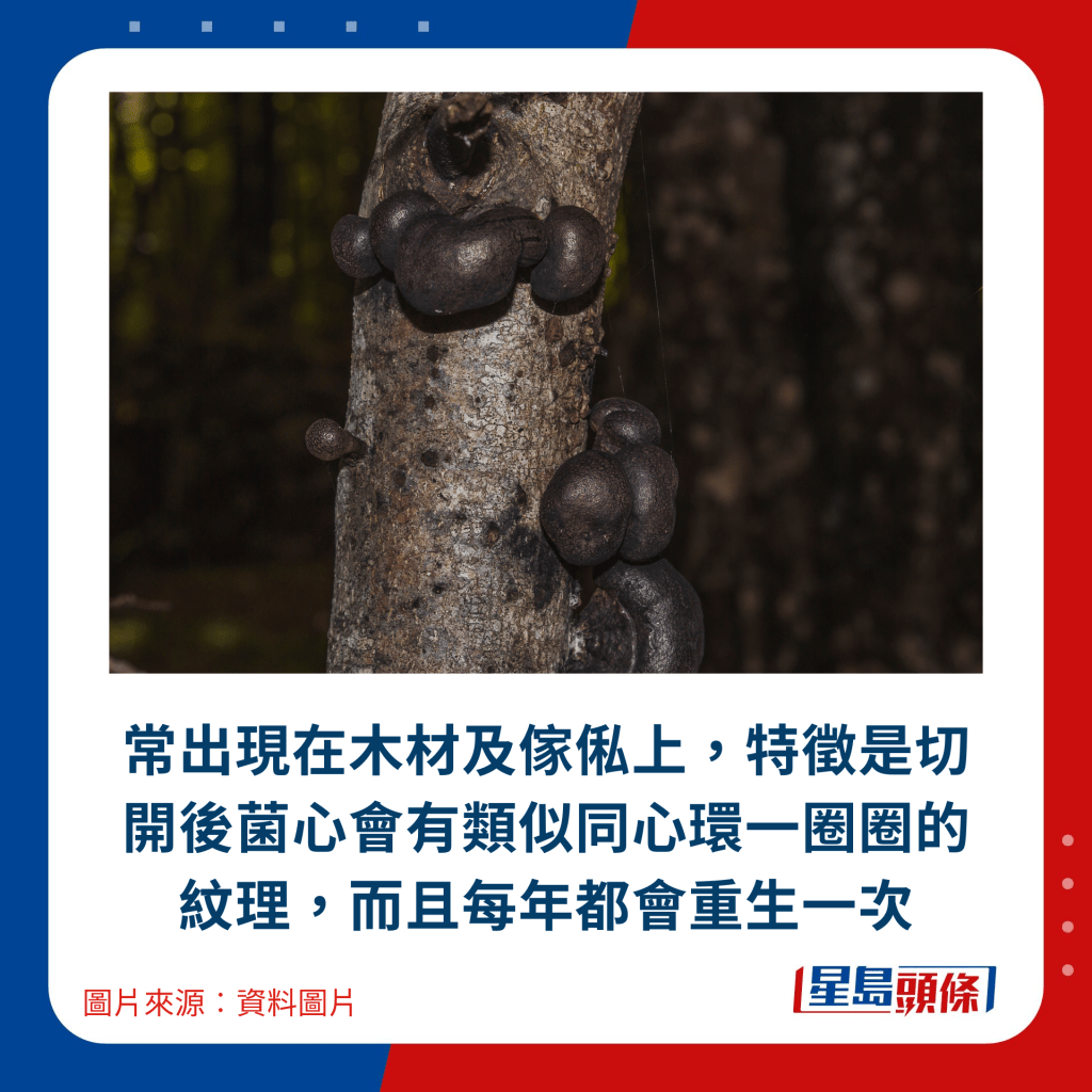 常出现在木材及家俬上，特徵是切开后菌心会有类似同心环一圈圈的纹理，而且每年都会重生一次
