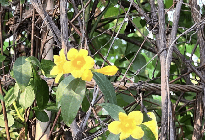 深圳福田區香蜜公園被發現有劇毒植物。(@深圳大件事)