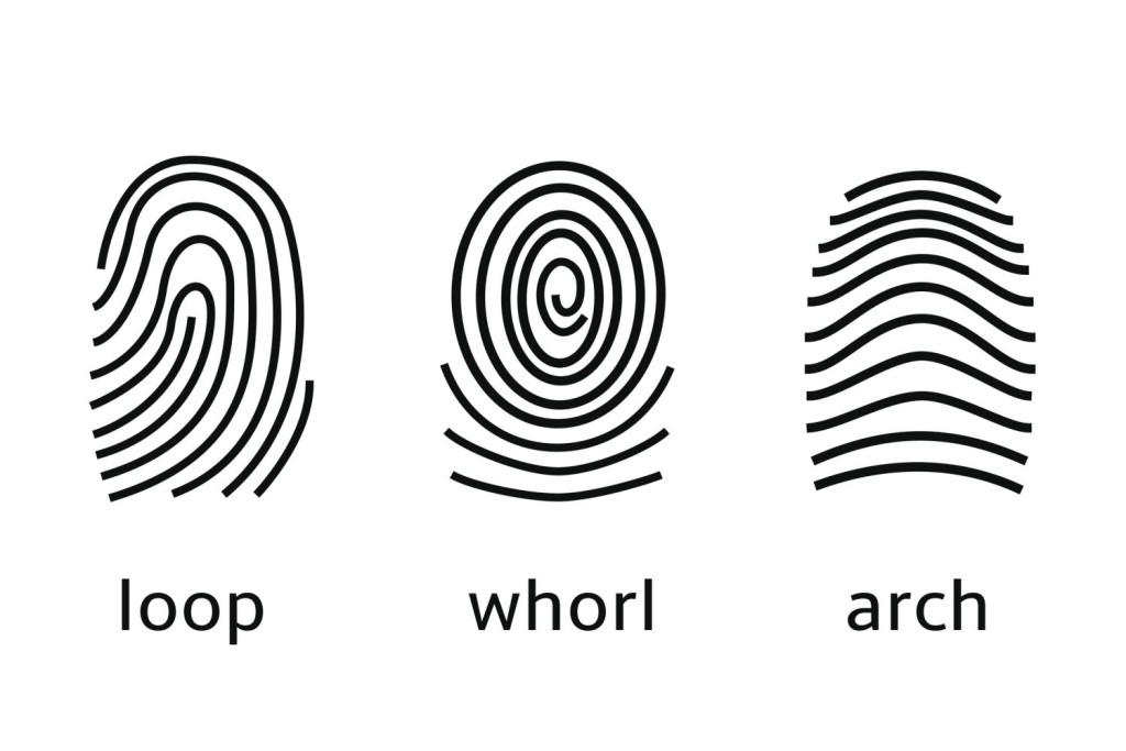 三種指紋分類。