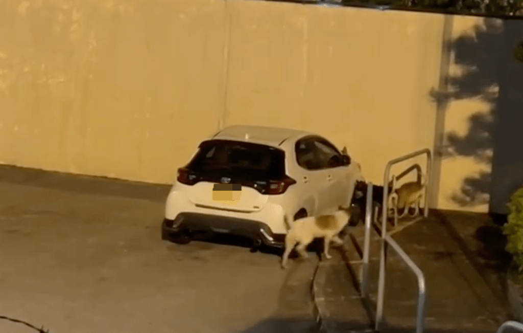 4隻流浪狗包圍私家車,其中一隻多次拉扯泵把。Facebook 香港突發事故報料區及討論區 影片截圖 4隻流浪狗包圍私家車,其中一隻多次拉扯泵把。Facebook 香港突發事故報料區及討論區 影片截圖