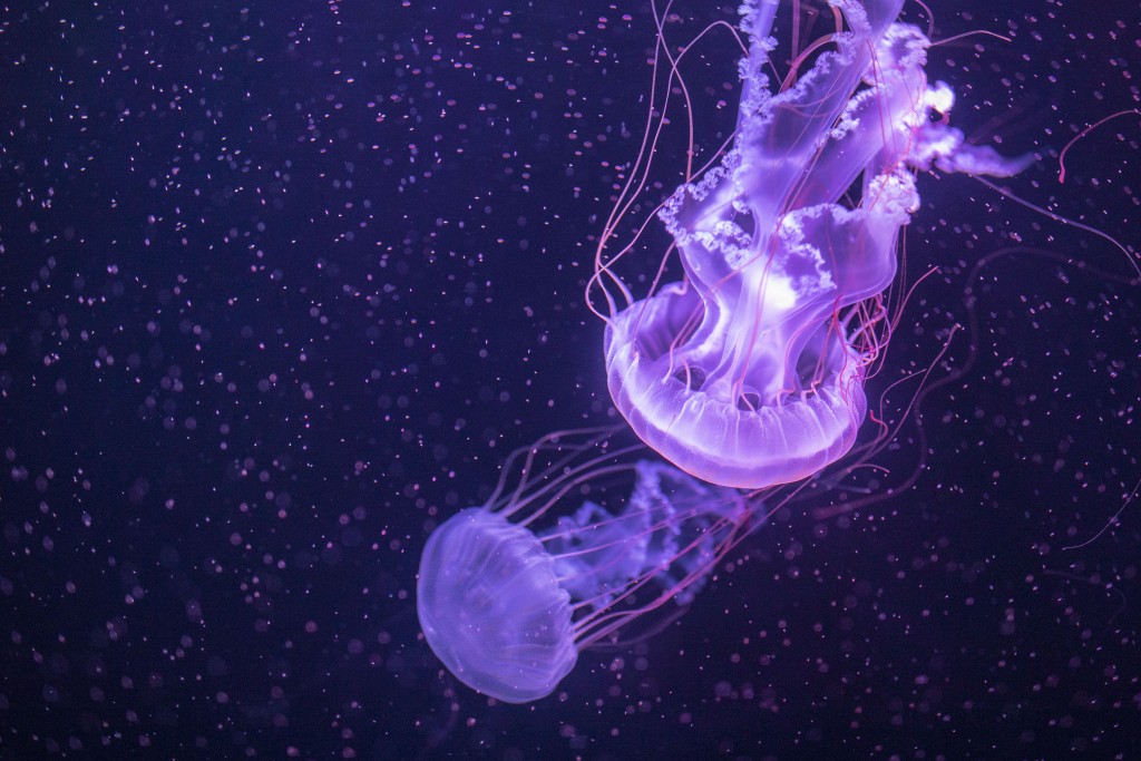 探游館透過結合真實海洋生物及多媒體互動裝置,遊客除可近距離觀察海洋生物。 探游館透過結合真實海洋生物及多媒體互動裝置,遊客除可近距離觀察海洋生物。