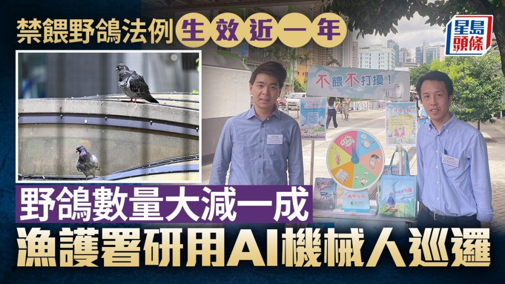 禁餵野鴿│法例生效近一年  野鴿數量大減一成  漁護署研用AI機械人巡邏