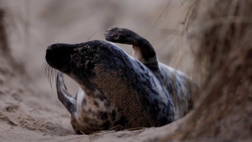 霍西海灘上的年幼灰海豹。路透社