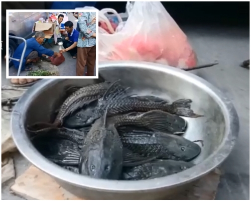 「怪魚」全身黑色又有尖鰭。片段截圖