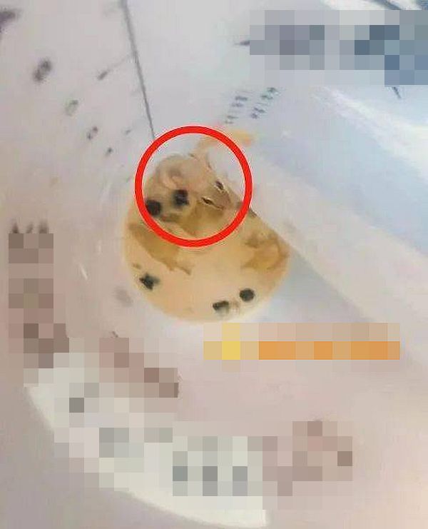 奶茶杯底發現一隻完整的壁虎屍體。網圖