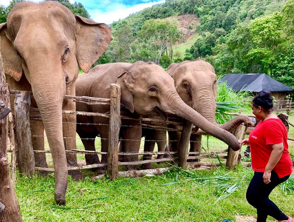 遊客可以與大象互動。（FB@Elephant Nature Park）