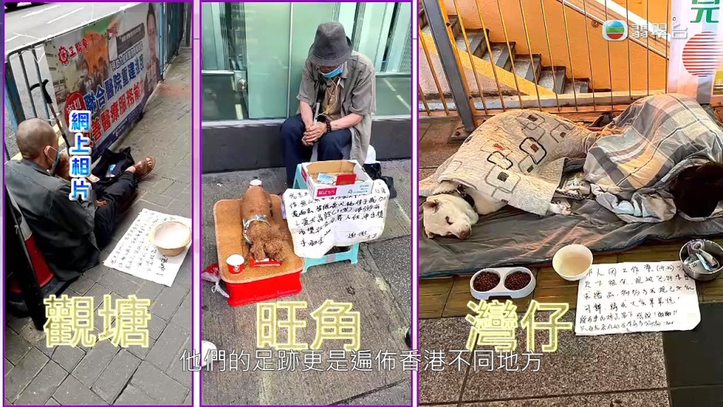 《东张西望》多次报道街头行乞事件，今次却带同狗狗协助乞钱。