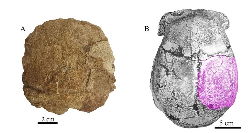 周口店第15號地點發現的人類頂骨化石。左：頂骨化石外側面觀；右：周口店直立人頭蓋骨模型頂面觀，標示頂骨化石位置。（圖／快科技）