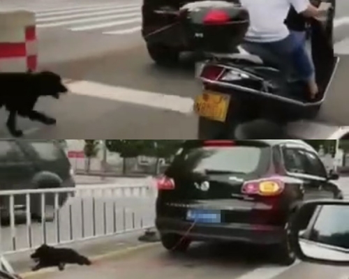 狗狗显露出筋疲力竭趴在路上喘气。网图