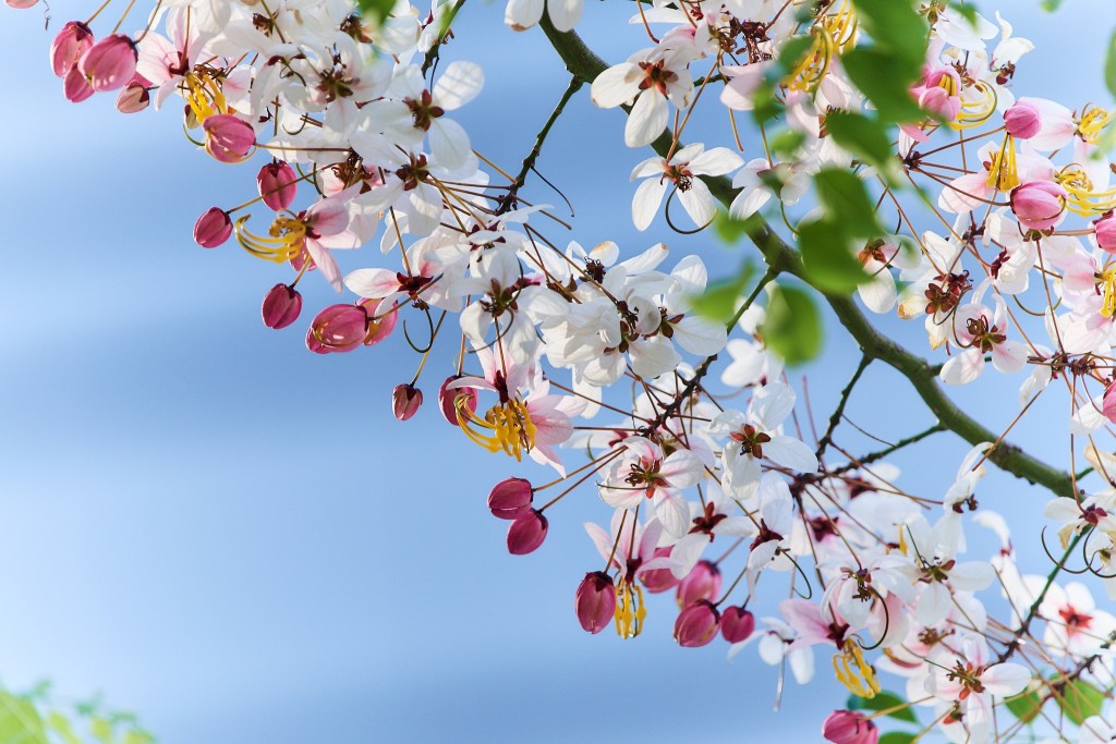 多枝1米长花枝长出淡粉红、白色的小花。（图片来源：美利酒店）