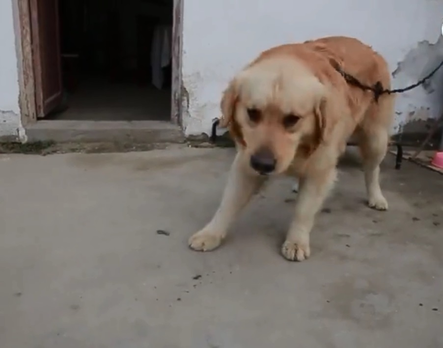 金毛犬还没被人认领。网上图片