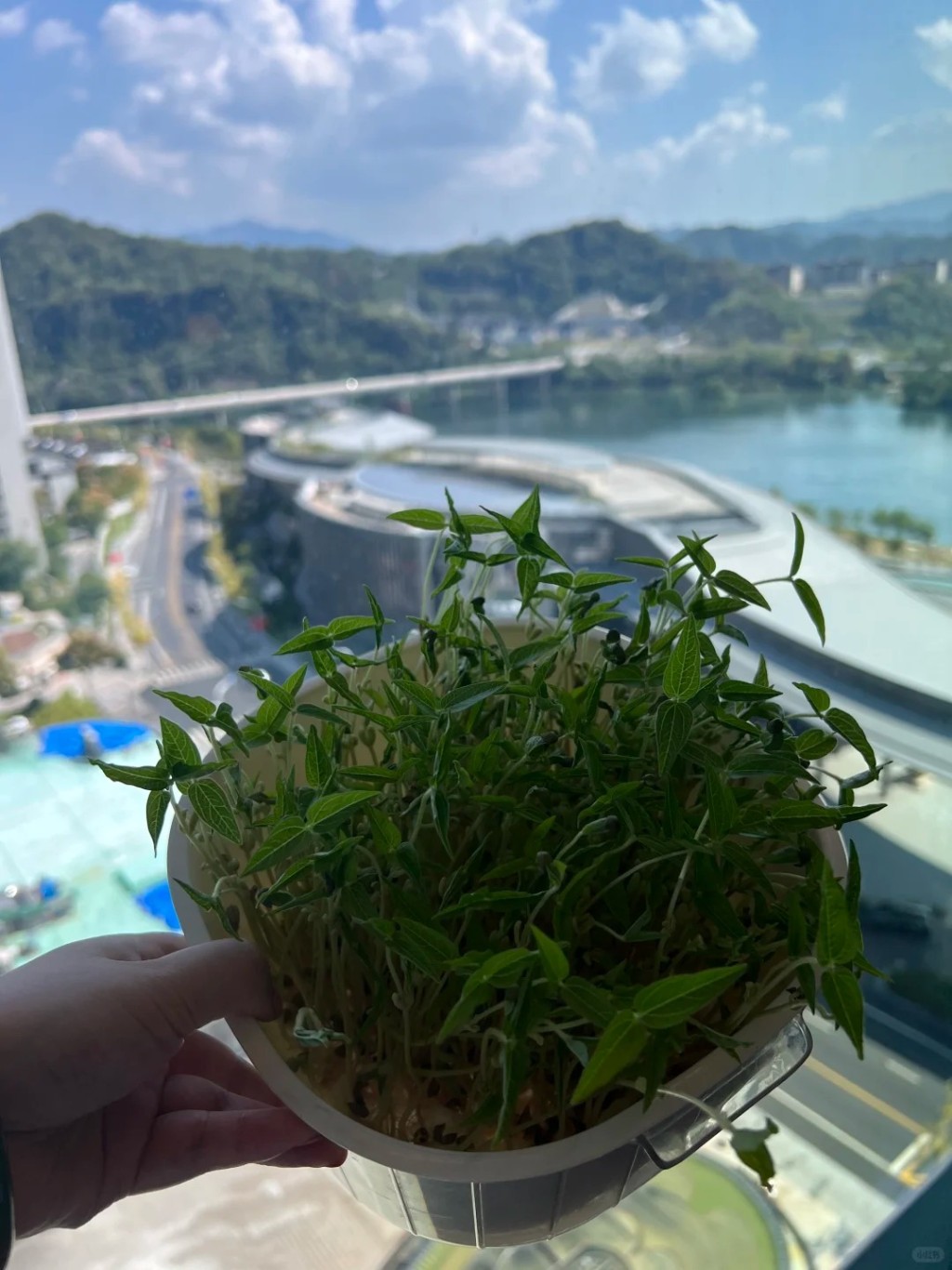 國慶長假中,許多家庭也要帶著綠豆芽出遊,讓孩子完成觀察日記功課。小紅書@檸檬百香果 國慶長假中,許多家庭也要帶著綠豆芽出遊,讓孩子完成觀察日記功課。小紅書@檸檬百香果