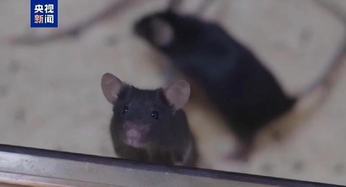 神舟二十一號實驗鼠百里挑一。 央視 神舟二十一號實驗鼠百里挑一。 央視