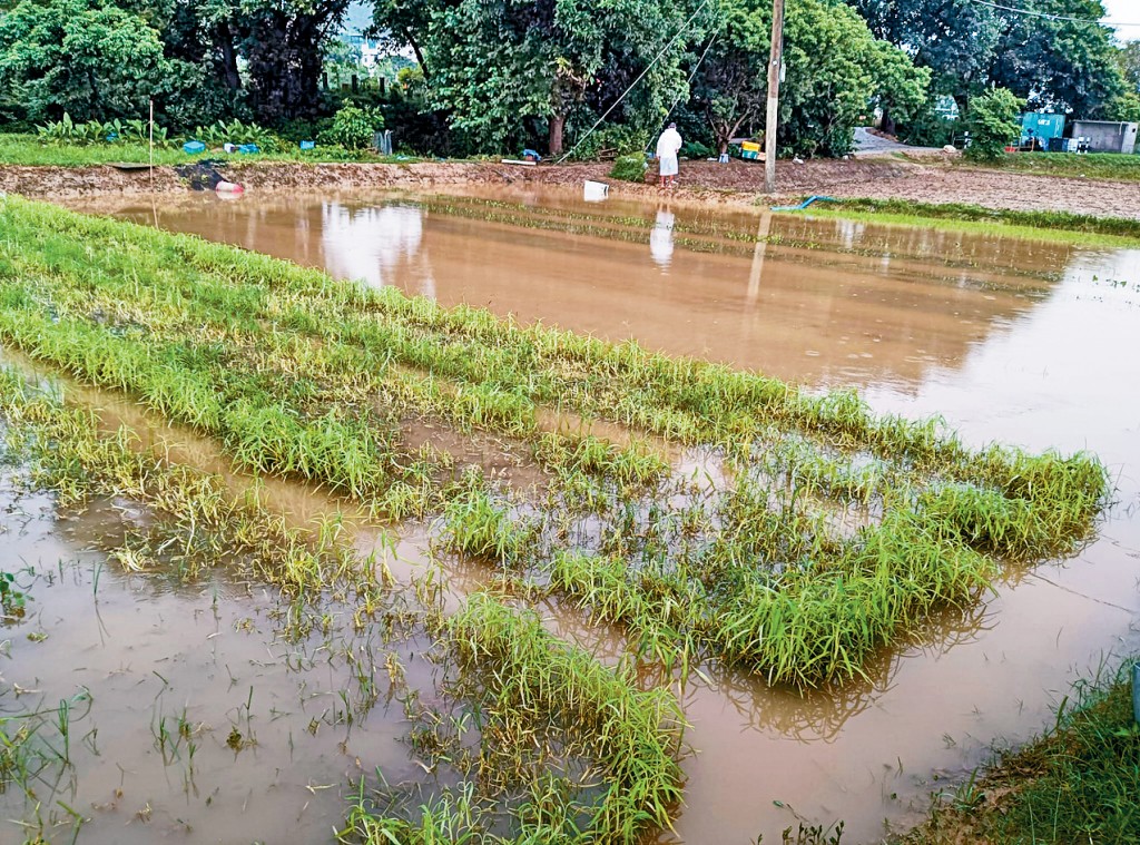 過去2個月，本港持續下雨，不少新界農田遭淹浸，農戶損失慘重。