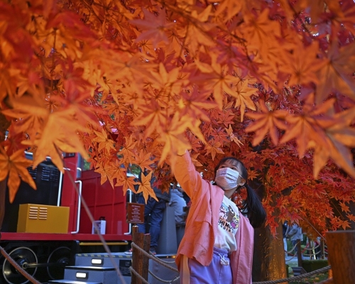 北角碼頭旁的綠化地段，設有「北角好『楓』光」園藝裝置，市民可免費遊走其中。蔡建新攝