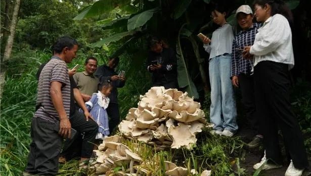 雲南昌寧發現100斤重巨型野生菌