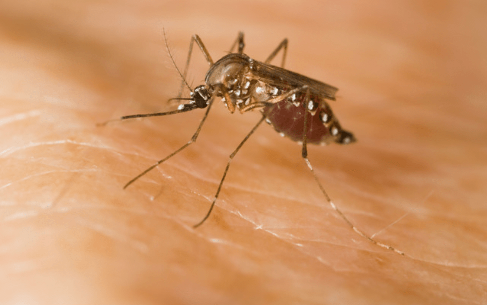 英國今年亦首度發現埃及伊蚊(Aedes aegypti)的卵。Alamy 示意圖 英國今年亦首度發現埃及伊蚊(Aedes aegypti)的卵。Alamy 示意圖